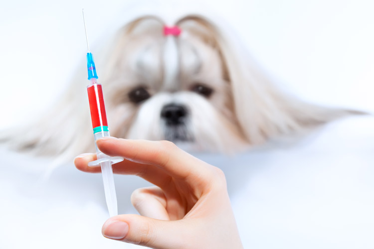 如何報考動物科學網(wǎng)絡教育專業(yè)？